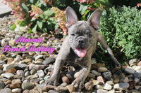 French Bulldog 