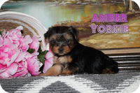Amber Female Yorkshire Terrier $950