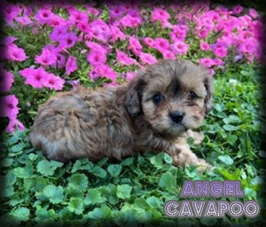 Cavapoo