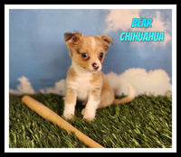 Bear Male Chihuahua $1100