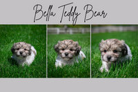 Bella Female Teddy Bear $550