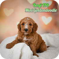 Benji Male F1B Mini Goldendoodle $450