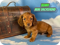 Benny Male ACA Mini Dachshund $1600