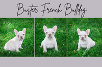 Buster Male French Bulldog $2100