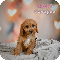 Carey Female Cavapoo $725