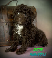 Carter Male Mini Poodle $750