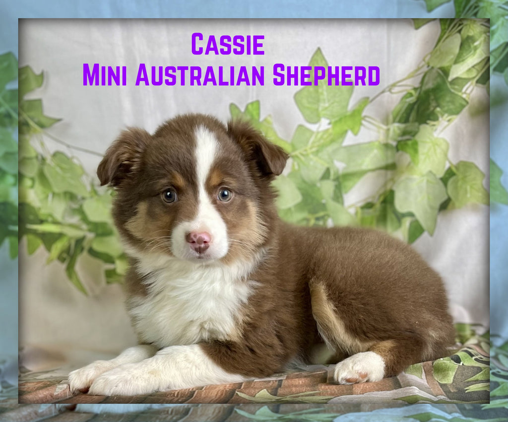 Cassie Female Mini Australian Shepherd $750
