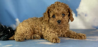 Biscuit Male Cavapoo $750