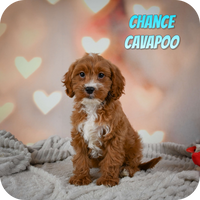 Chance Male Cavapoo $725