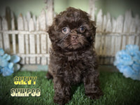 Chevy Male Shihpoo $1200