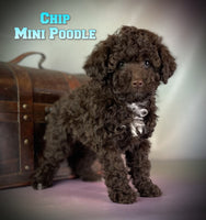 Chip Male Mini Poodle $850