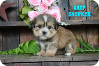 Chip Male Shorkie $795