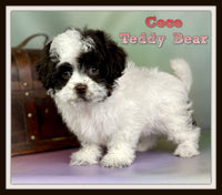 Coco Female Teddy Bear $975