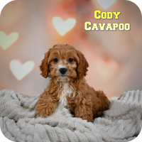 Cody Male Cavapoo $550