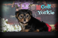Colt Male Yorkshire Terrier $950