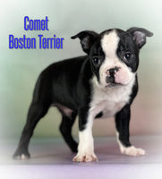 Comet Male AKC Boston Terrier $700