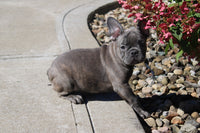 French Bulldog 