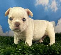 cute frenchie puppy