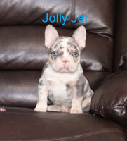 Jolly Jet Male AKC French Bulldog $5000