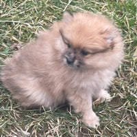 Finn Male ACA Pomeranian $1000
