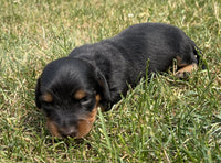 Panther ICA  Male Mini Dachshund $850