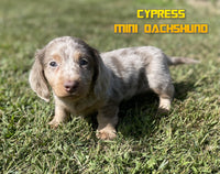 Cypress Male ACA Mini Dachshund $2625