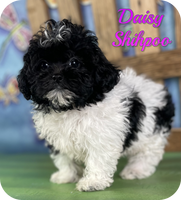 Daisy Female Shihpoo $750