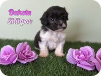 ( SOLD ) Dakota Female Shihpoo