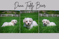 Dana Female Teddy Bear $550