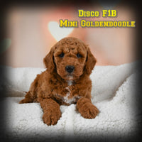 Disco Male F1B Mini Goldendoodle $450