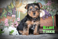 Elliot Male Yorkshire Terrier $950