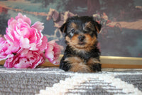 Lexy Female Yorkshire Terrier $1195