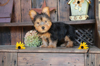 Yorkshire Terrier