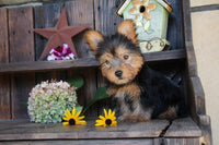 Yorkshire Terrier