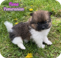 Fiona Female ACA Pomeranian $1000