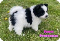 Flossy Female ACA Pomeranian $1200