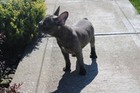 French Bulldog 