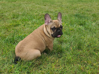 Buster Male AKC French Bulldog $600