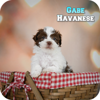 Gabe Male Havanese $650