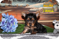 Gizmo Male Teacup Yorkshire Terrier $1300