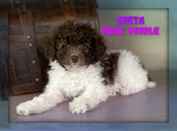 Greta Female Mini Poodle $850