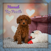 Hannah Female Toy Poodle $975