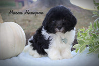 Mason Male Havapoo $850