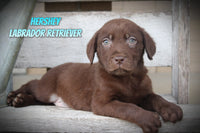 Hershey Male AKC Labrador Retriever $750