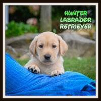 Hunter Male AKC Labrador Retriever $650