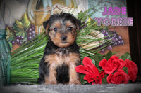Jade Female Yorkshire Terrier $1050