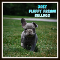 Joey Male AKC Fluffy French Bulldog $1600