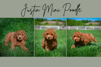 Justin Male Mini Poodle $800