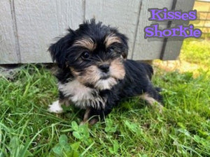 Shorkie