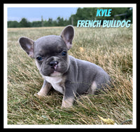 Kyle Male AKC French Bulldog $2500